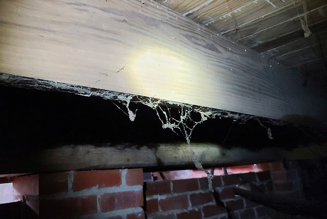 Twin City Exterminating Termite Damage