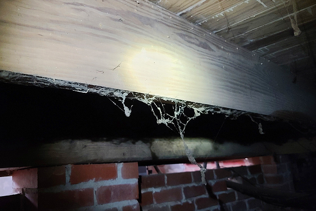 Twin City Exterminating Termite Damage