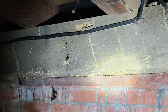 Twin City Exterminating Termite Damage