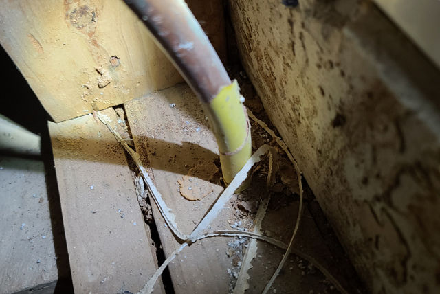 Twin City Exterminating Termite Damage