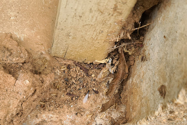 Twin City Exterminating Termite Damage