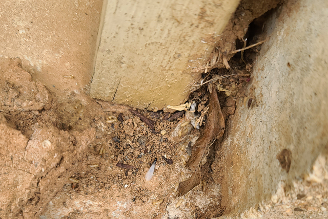 Twin City Exterminating Termite Damage