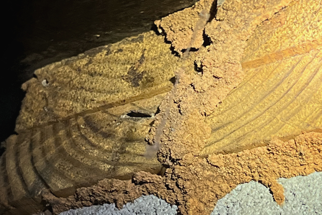 Twin City Exterminating Termite Damage