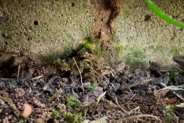 Twin City Exterminating Termite Damage