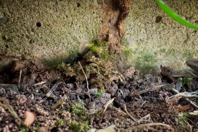 Twin City Exterminating Termite Damage