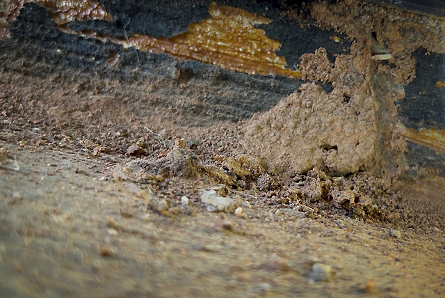 Twin City Exterminating Termite Damage